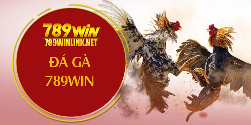 Đá Gà Sabong 789WIN – Cầu Nối Trực Tiếp