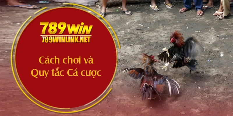 Cách chơi và Quy tắc Cá cược